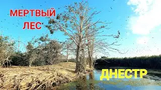 ⚰️ Мертвый лес Маяки. Красивые места. Дом Рыбака. Одесса. Прогулка на лодке. Рыбалка Днестр #зоотроп