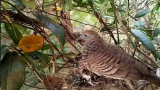 Zebra dove birds Feed the baby in the nest [ Review Bird Nest ]