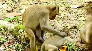 Stop Monkey ! Adult Monkey Fight Dustin Cos Scare He Seize Food, Very Pity On Orphan Baby