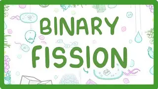 Binary Fission - How Do Bacteria Divide?  #12