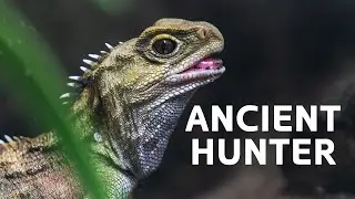 The Three-Eyed Lizard That Can Survive A Year Without Food | Tuatara Living Fossil Documentary