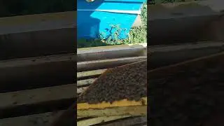 Карника Чехии