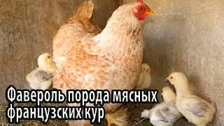 Фавероль порода мясных французских кур