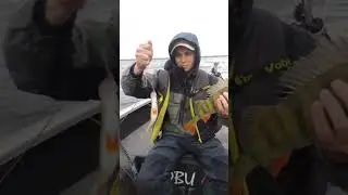 Окуневая волна на Нарочи! #Fishing #Спиннинг #shorts