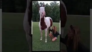caring my horse| WildPaws - Tips & Tricks for a Well-Behaved Pup