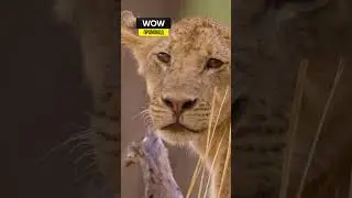 прайд Нсэфу живут по отдельности 