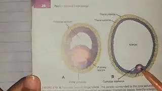 First week of development (part 1) Ovarian cycle 