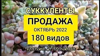 Суккуленты. Продажа. Октябрь 2022г. 180 видов