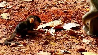 Skinny newborn monkey almost starved reason no milk and water to support body