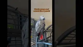 My African Grey reacts to my stupid bird joke 😂 #talkingparrot
