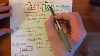 The Growth Factor Receptor and PI3K / AKT / mTOR Pathway Part 4