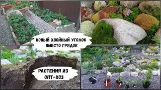 Новый хвойный уголок вместо грядок.Растения из Опт-Хоз.