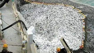 Amazing Catching Thousands Tons of Fish With Modern Big Boat - Fastest Giant Net Fishing on the sea
