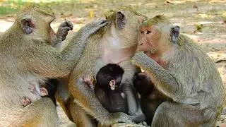 All Most Cry! So Miserable Three Female Monkeys Which Feeding Three Babies Without Husband!