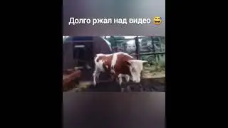 Бык танцует под песню