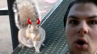 A Squirrel Pointed At Me!!!! PLEASE HELP!!!!