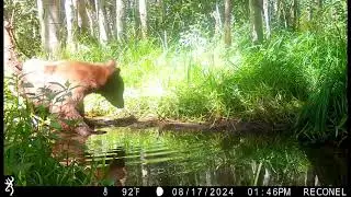 Trailcam Catches Adorable Bear Cub Scratching Against Tree