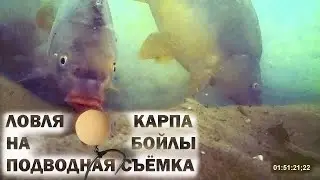 Ловля карпа на бойлы подводная съёмка (Видео 4К)