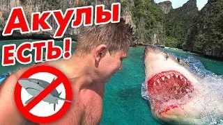 Акулы в Тайланде - здесь опасно?! 🦈 Острова Пхи Пхи и Ко Тао - встреча с акулой рядом с Пхукетом