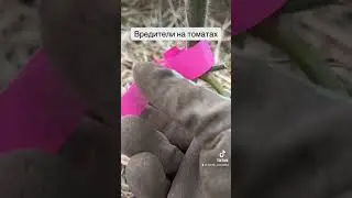 Совка на томатах!