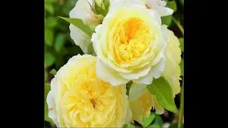 Роза The Pilgrim.  Розы Остина.  Что в имени твоем?! Часть 41