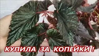 КУПИЛА за КОПЕЙКИ целый куст ‼️ БЕГОНИЯ АРАВИЙСКИЙ ЗАКАТ