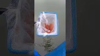 +6°С дафния