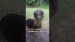 How to Survive Cassowaries 