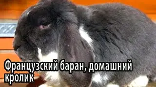 Французский баран, домашний кролик