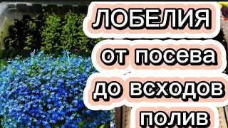 🌺ПОСЕВ ЛОБЕЛИИ.🌺 ПОЛИВ. УХОД.