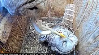 Big Snake Becomes Prey At Barred Owl Nest | April 4, 2023