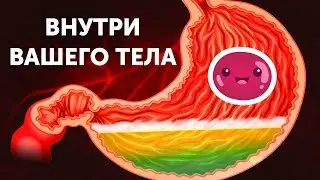 Путешествие по вашему телу