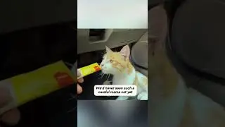 Парень просто сидел в машине, когда к нему запрыгнула кошка и принесла всех своих котят