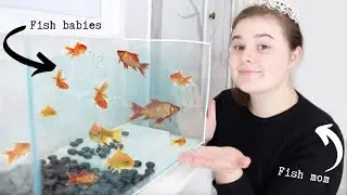 I killed my fish... that I just got...