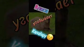 Алиса угадывает Капибару 