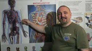 0024 Анатомия наложения жгута