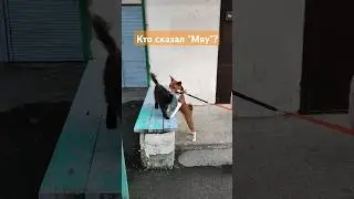 Кто сказал мяу? Кошка с собакой #собака #кошка #питомцы #приколысживотными #мяу #gspd #dog #cat #pet