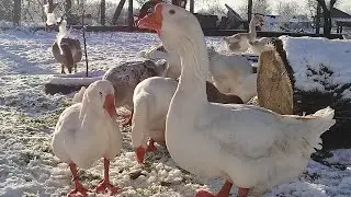 ВСЕ ПТИЦЫ НАШЕГО ПОДВОРЬЯ! ТАКОГО ВЫ ТОЧНО НЕ ОЖИДАЛИ! ПТИЦА С КОРОБКИ, КТО ОНА? САМЫЕ ОГРОМНЫЕ ГУСИ