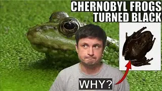Frogs in Chernobyl Turned Black: Here's What This Strange Discovery Means