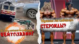 Как развить мычешную массу у собак - стероиды помогут? Вейтпуллинг для собак - с чего начинать?