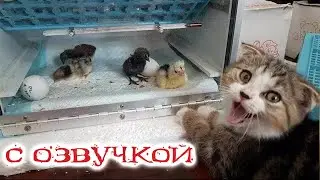 Приколы с котами! ХОЗЯИН, ЯЙЦА ПРОПАЛИ! Смешные коты С ОЗВУЧКОЙ! Самые смешные животные!