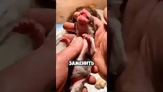 Малыш корги превратился в... 