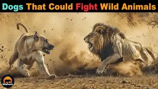 5 Dog Breeds That Are Capable Of Fighting Wild Animals