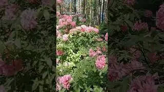 Райские кущи🌸🏵️🌸 #цветы #garden