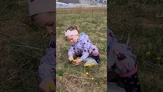 Собираю с дочерью цветки мать-и-мачехи 🌼 #маска #волосы #кожа