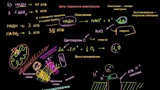 Окислительное фосфорилирование и хемиосмос (видео 9) | Клеточное дыхание | Биология