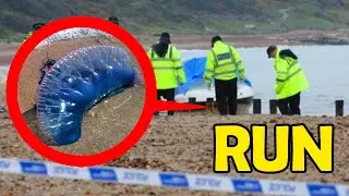 If You See This On The Beach, RUN AWAY FAST!!