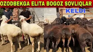OZODBEK ELITA BOGOZ SOVLIQLARNI NARXINI YONDIRVORDI