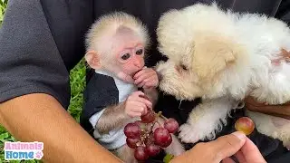 Poodle wants to take the baby monkey's fruit