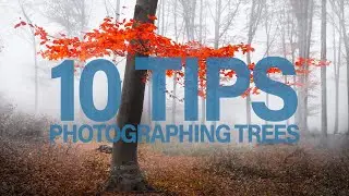 10 Tips on How to Photograph Trees [Landscape Photography Tips]